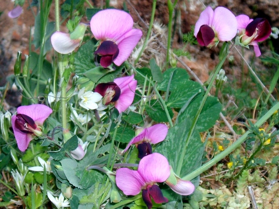 I colori del Gargano